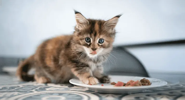 cat diet with a little food