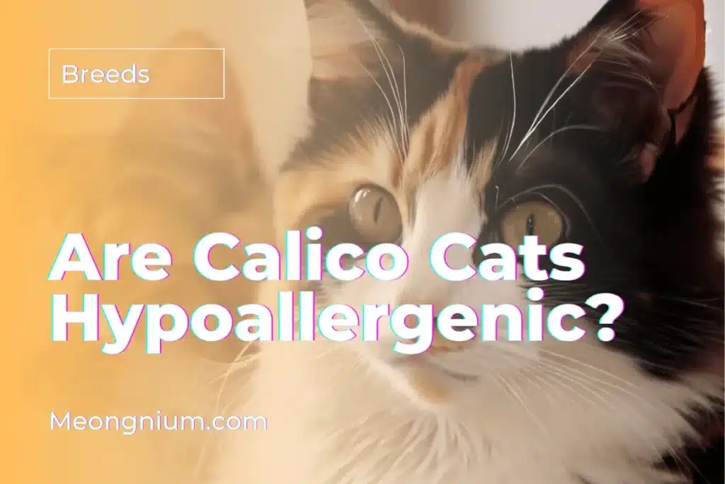 are calico cats hypoallergenic