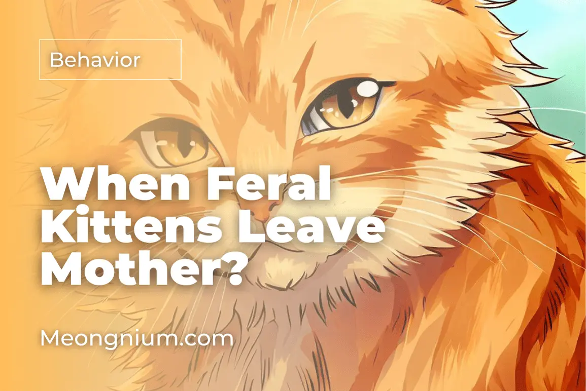 when do feral kittens leave their mother