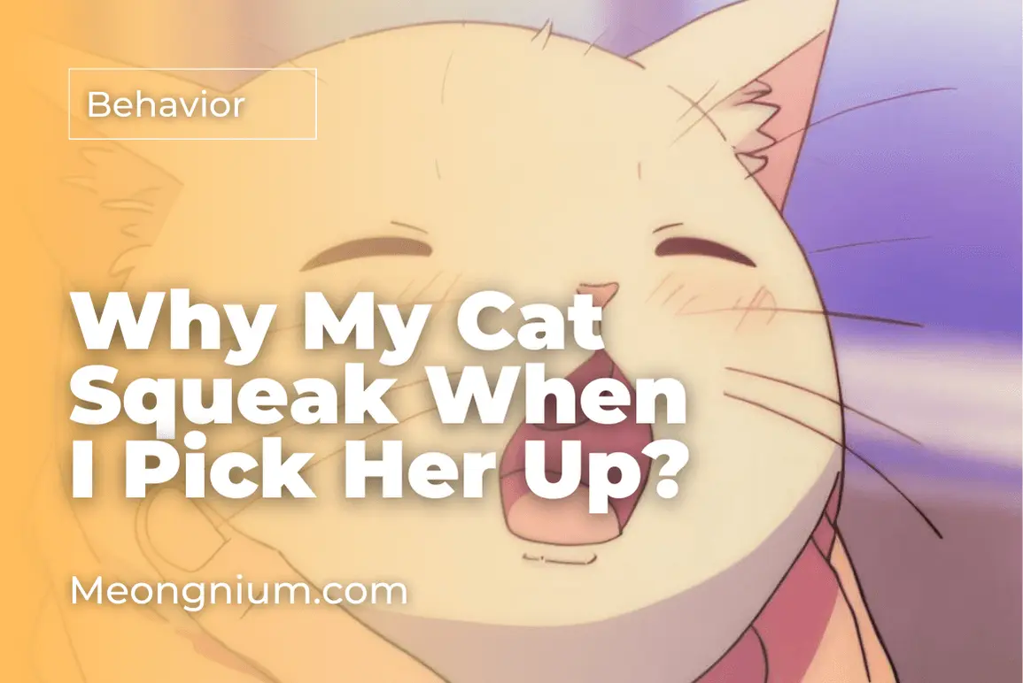 why does my cat squeak when i pick her up