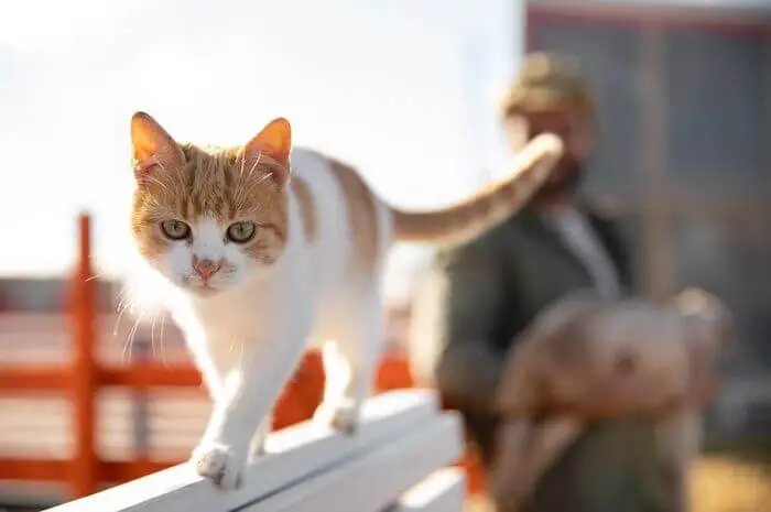 a cat following its owner around the house
