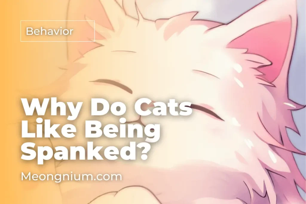 why do cats like being spanked