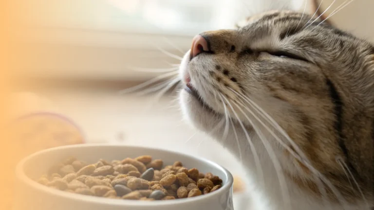 a cat's nose and whiskers are in sharp focus as it sniffs the air above a bowl of cat food just out of frame