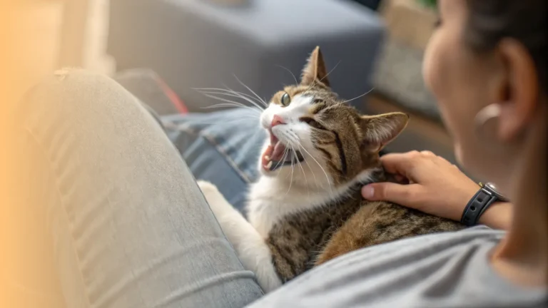 looking down at a cat on their lap that is purring but also gulping with a slightly distressed or pained expression