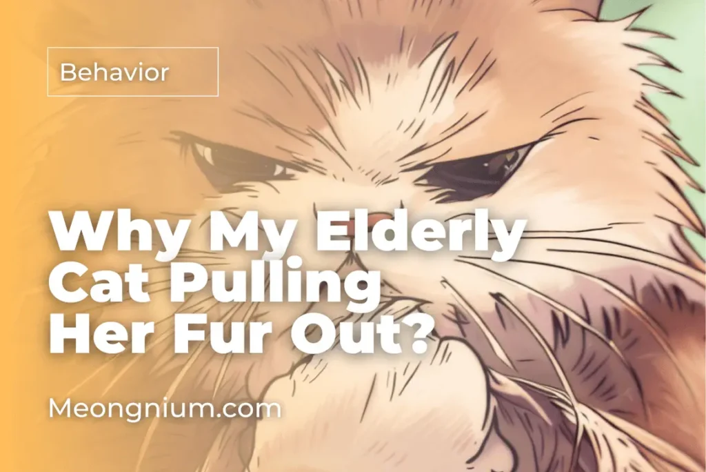 why is my elderly cat pulling her fur out