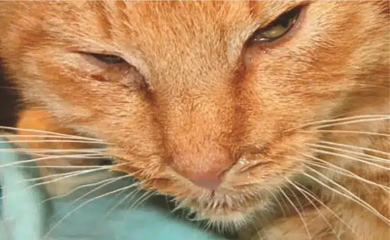 cat with streptococcal infection